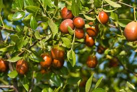 Sugar Cane Jujube Fruit Seeds for Planting  – A Delicacy in Every Bite Grow in Your Backyard, GMO Free Seeds