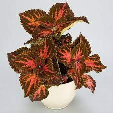 Heirloom Non-GMO Coleus Kong Salmon Pink Seeds – High Germination Rich Foliage for Decorative Garden Planting