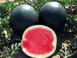 Black Diamond Watermelon Fruit Seeds for Planting - Refreshing Summertime Crops, Heirloom Seeds