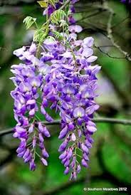 Wisteria lilla blomsterfrø til plantning - 100 stk