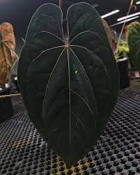Anthurium ‘Ace of Spades’ Plant Seeds - Heirloom and Non-GMO Garden seeds  for planting