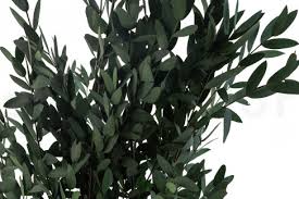 Green Eucalyptus Parvifolia Plant Seeds for Planting-Heirloom & Non-GMO Seeds for planting