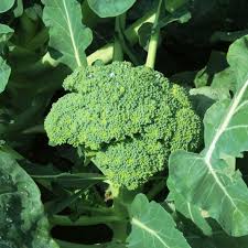 Goliath Broccoli Seeds for Planting – High Yield, Heirloom, Non-GMO Vegetable Seeds for Home Garden