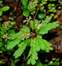 Biophytum plantefrø til have - 100 stk