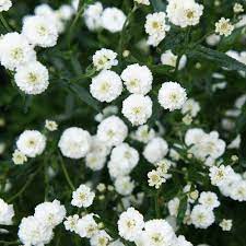 White Ptarmica Flower Seeds for Planting - 100 pcs