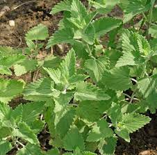 Green CatMint Seeds – Herb Garden Favorite-Heirloom & Non-GMO Seeds for planting