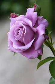 Lavender  Rose Flower Seeds for Planting - 100 pcs