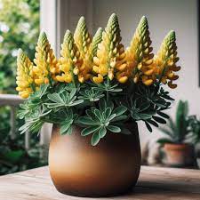 Yellow Bonnets Flower Seeds for Planting 100 pcs