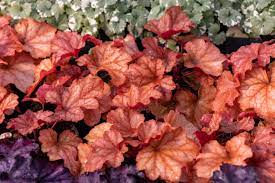 Mixed Heuchera Coral Flower Seeds for Planting – Heirloom Non-GMO Vibrant Garden Blooms