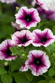 White Violet Petunia Flower Seeds for Planting - Heirloom, NON-GMO, Easy to Grow Garden Blooms