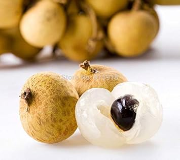 Dragon’s Eye Fruit Seeds for Planting