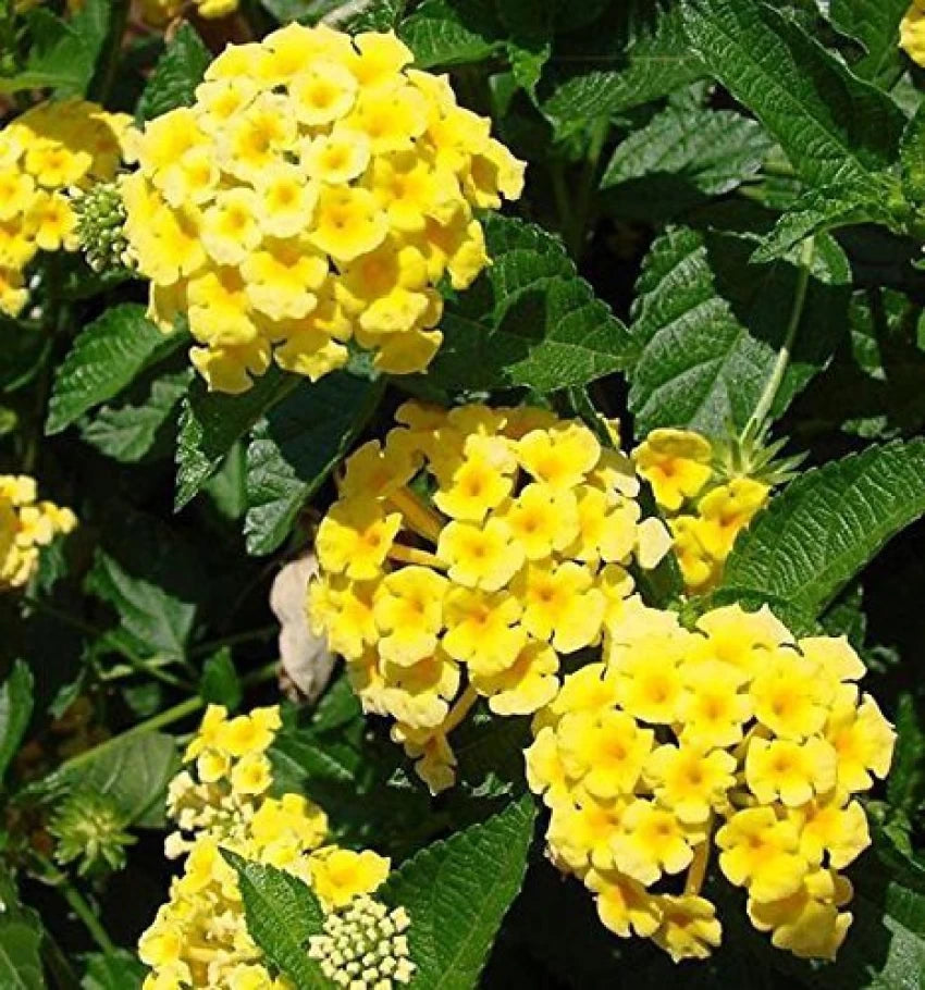 Light Yellow Lantana Flower Seeds – Heirloom Non-GMO Seeds for Planting