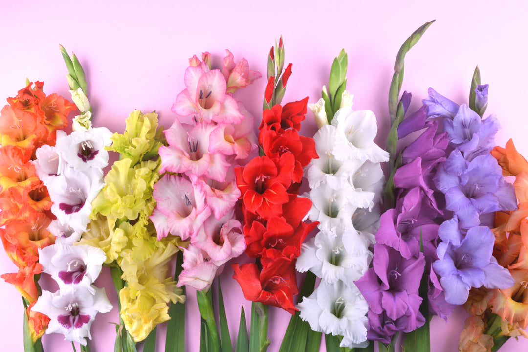 gladiolus flower seeds online Gladiolus Flower Seeds – Heirloom Non-GMO – Neeraseeds