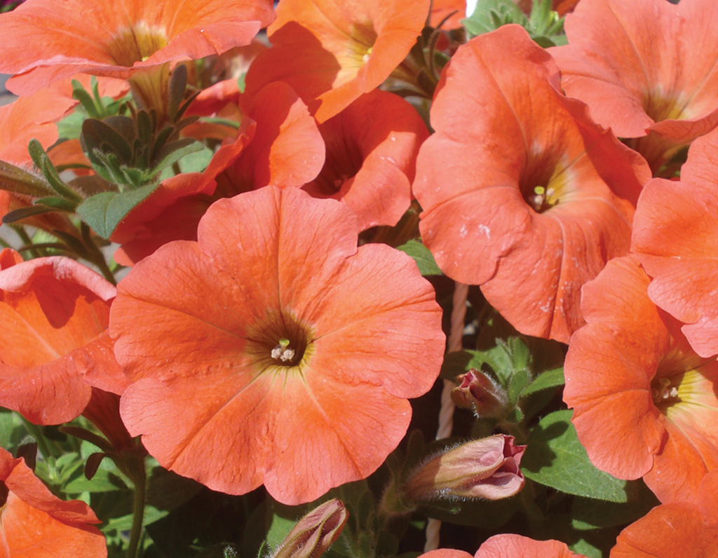 Orange Petunia Flower Seeds for Planting – Heirloom, Non-GMO, High Germination Organic Garden Seeds