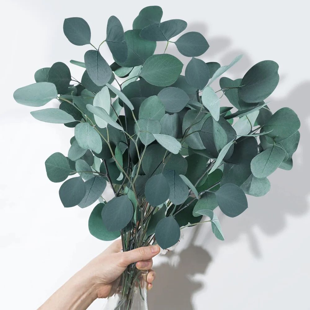 eucalyptus seeds planting Mixed Eucalyptus Plant Seeds for Planting – Heirloom Non-GMO Organic G – Neeraseeds