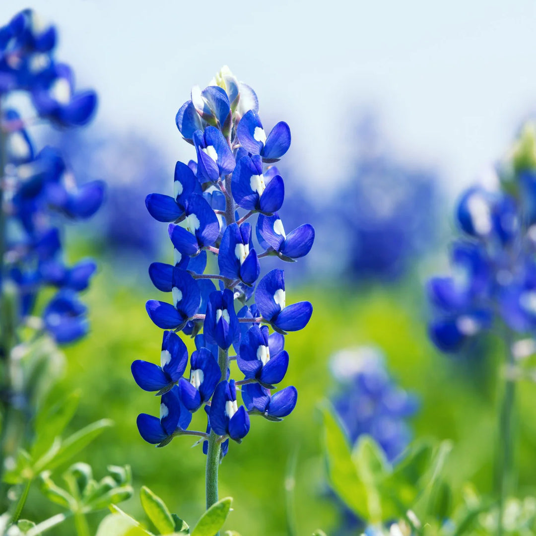 Texas Bluebonnet (Lupinus texensis) Flower Seeds for Planting – Heirloom and Non‑GMO Garden Seeds