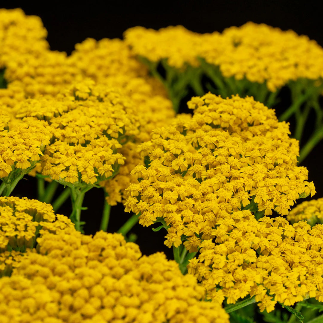 Røllike blomsterfrø til plantning - 100 stk