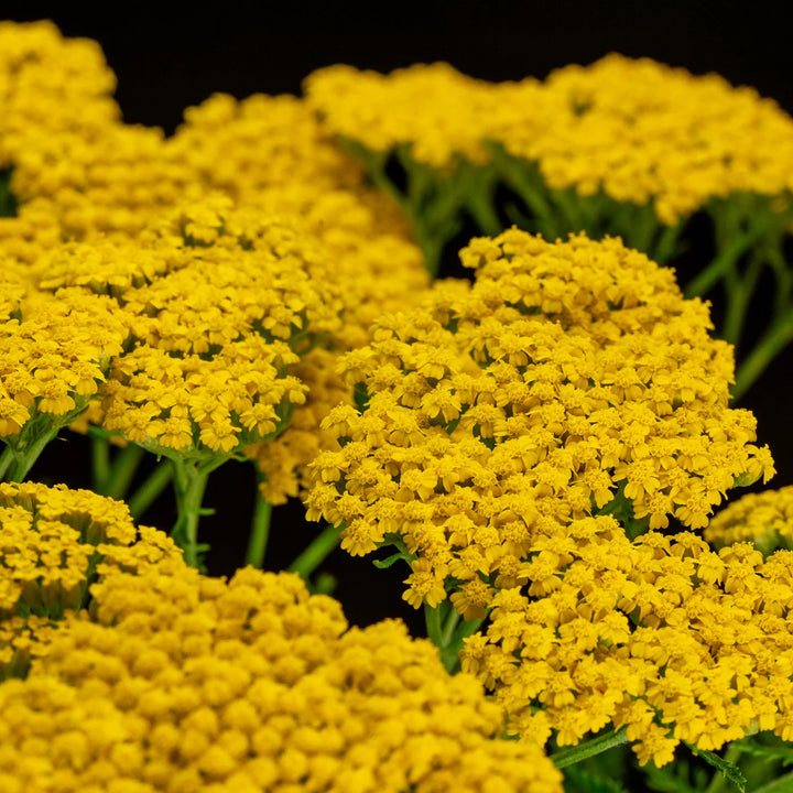 Yarrow Flower Seeds for Planting - 100 pcs