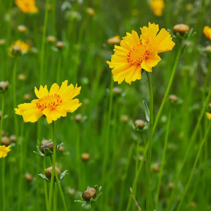 Yellow Coreopsis Lance Flower Seeds for Planting, 100 pcs