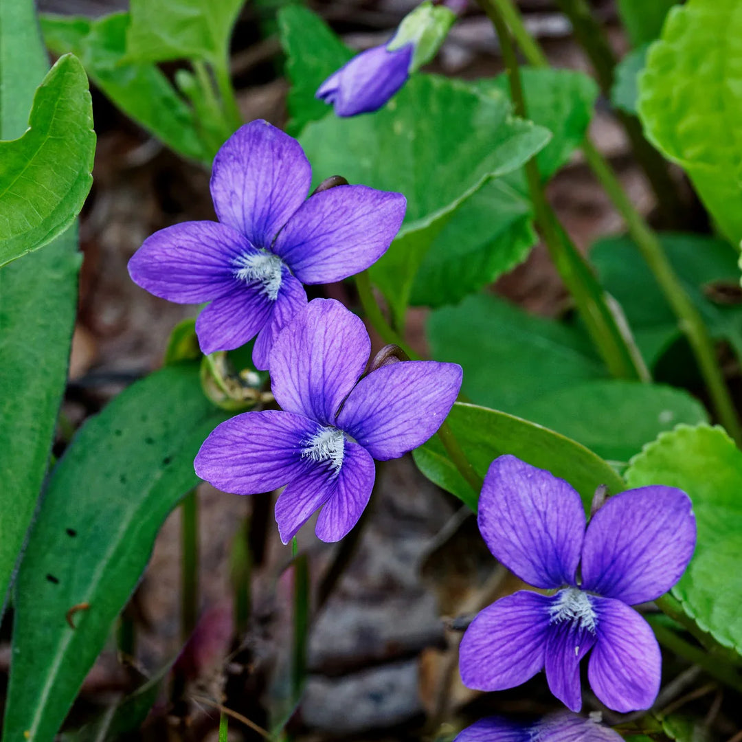 violet african flower seeds