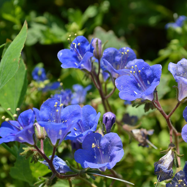 Organic Blue Bell Flower Seeds for Planting – Heirloom, Non-GMO
