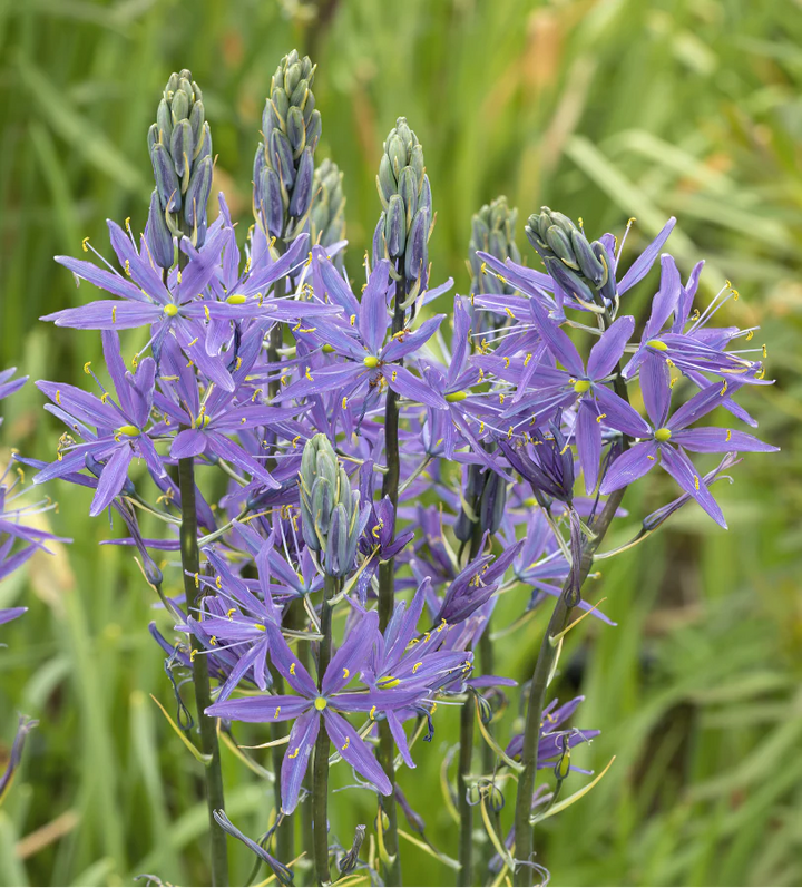 Blå Camas, Camassia Blomsterfrø til udplantning, Friske, 100 stk