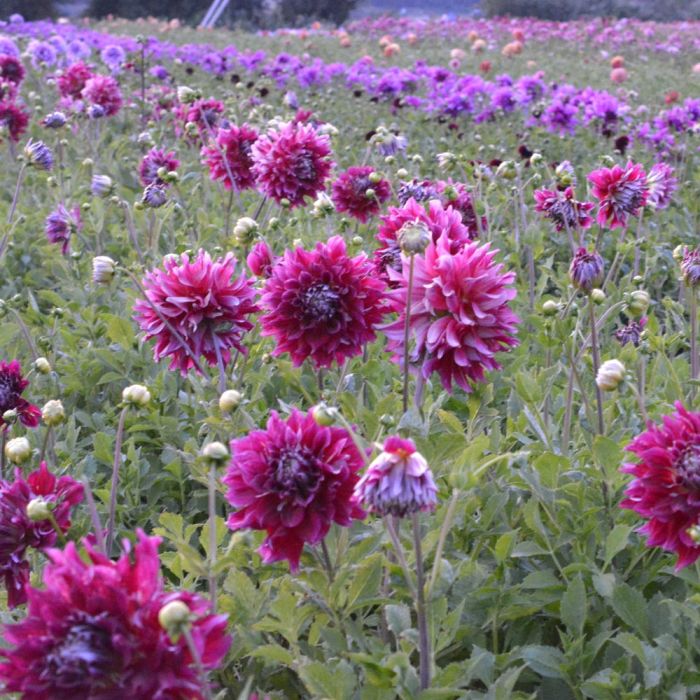 Heirloom Dahlia Flower Seeds – Stunning Garden Blooms