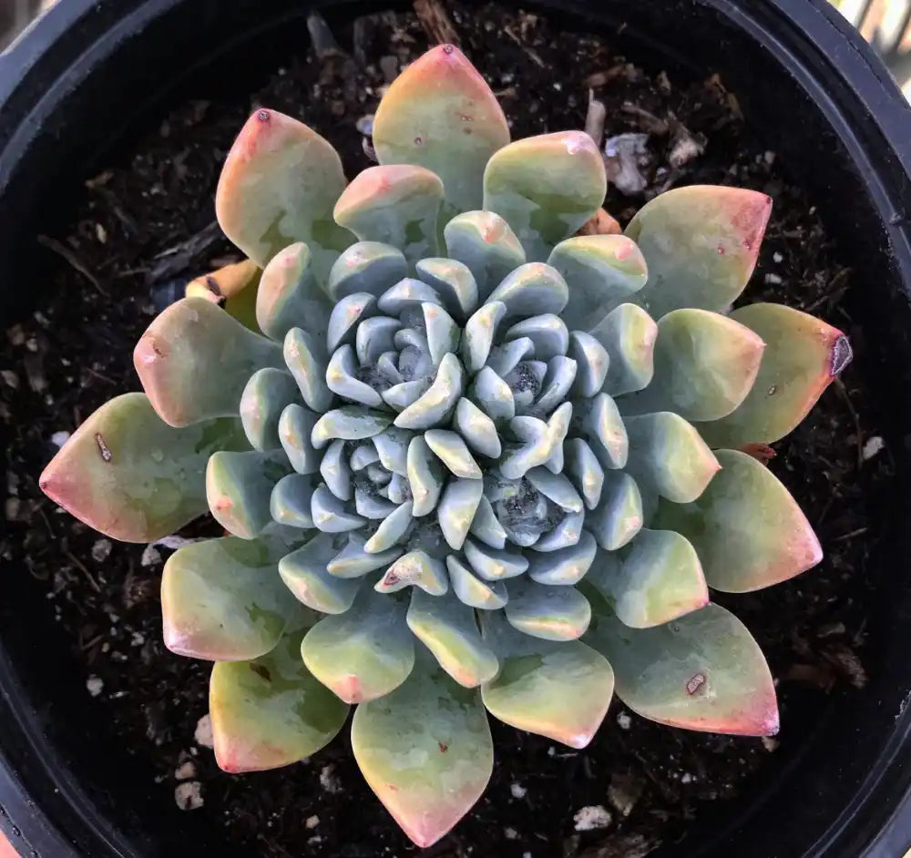 dudleya farinosa succulents Dudleya Farinosa Succulent Plant Seeds – Heirloom Non-GMO Organic Gard – Neeraseeds