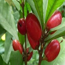 Dulcificum Fruit Seeds for Planting
