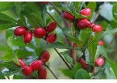 Dulcificum Fruit Seeds for Planting