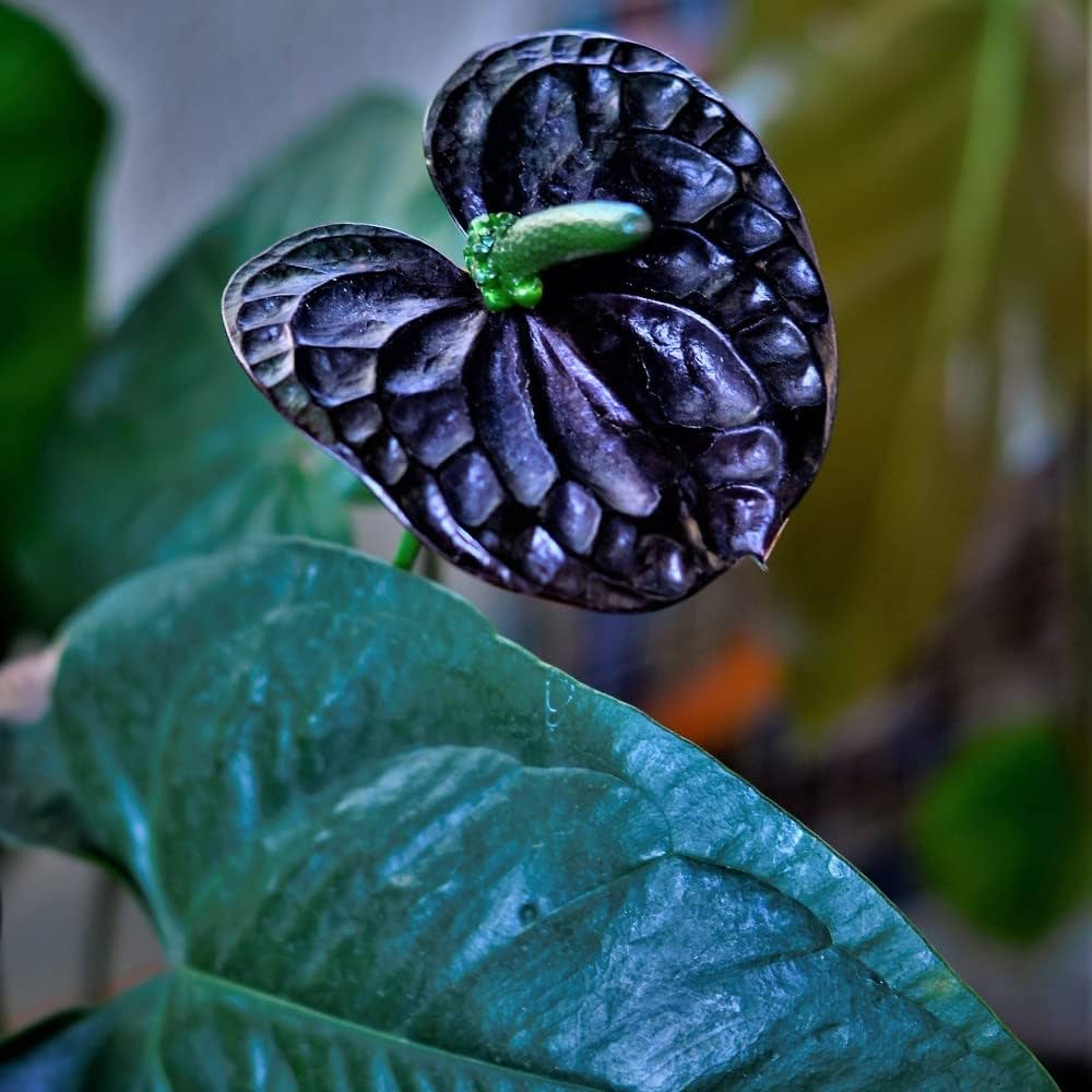 anthurium andreanum black queen Heirloom Non-GMO Black Anthurium Flower Seeds for Planting – Exotic Indoor Plant Seeds
