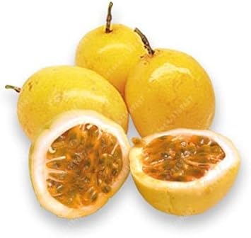 Dwarf Cylindrical Papaya “Kaek Dahm” Fruit Seeds