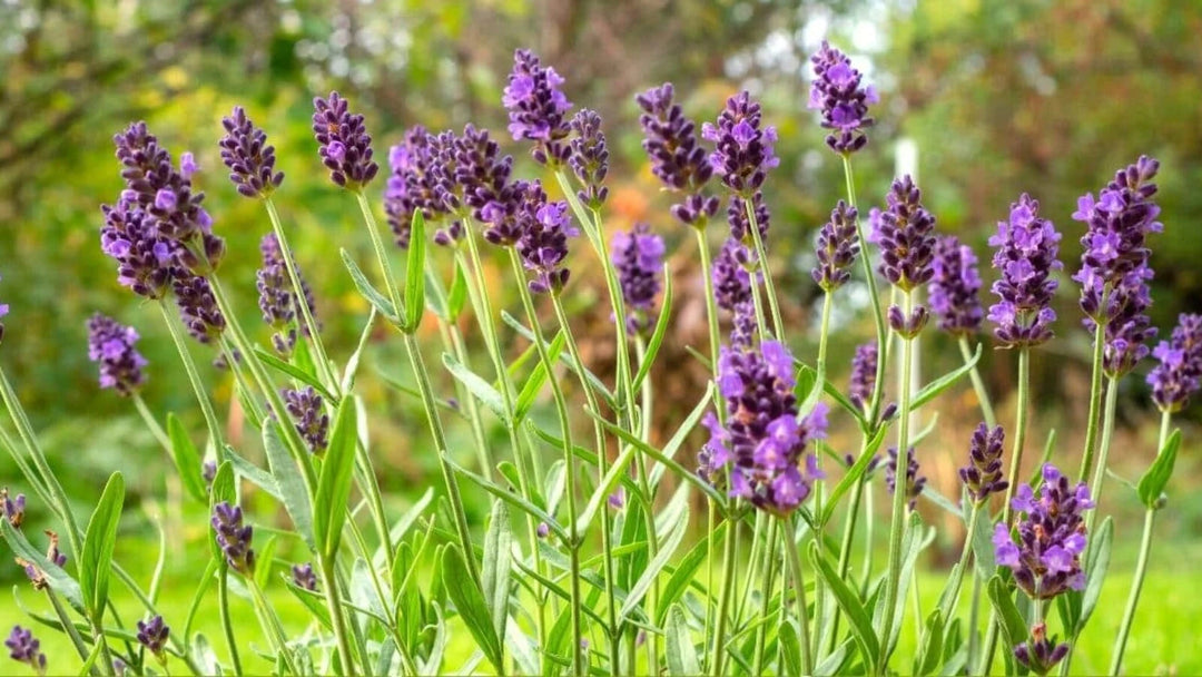 Lavendel Provence blomsterfrø til plantning - 100 stk