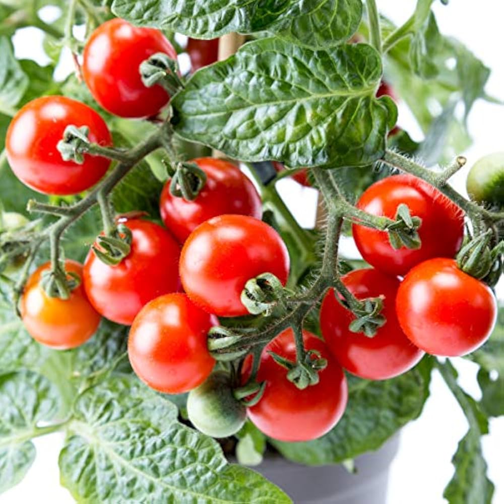 Dwarf Red Robin Tomato Seeds for Planting