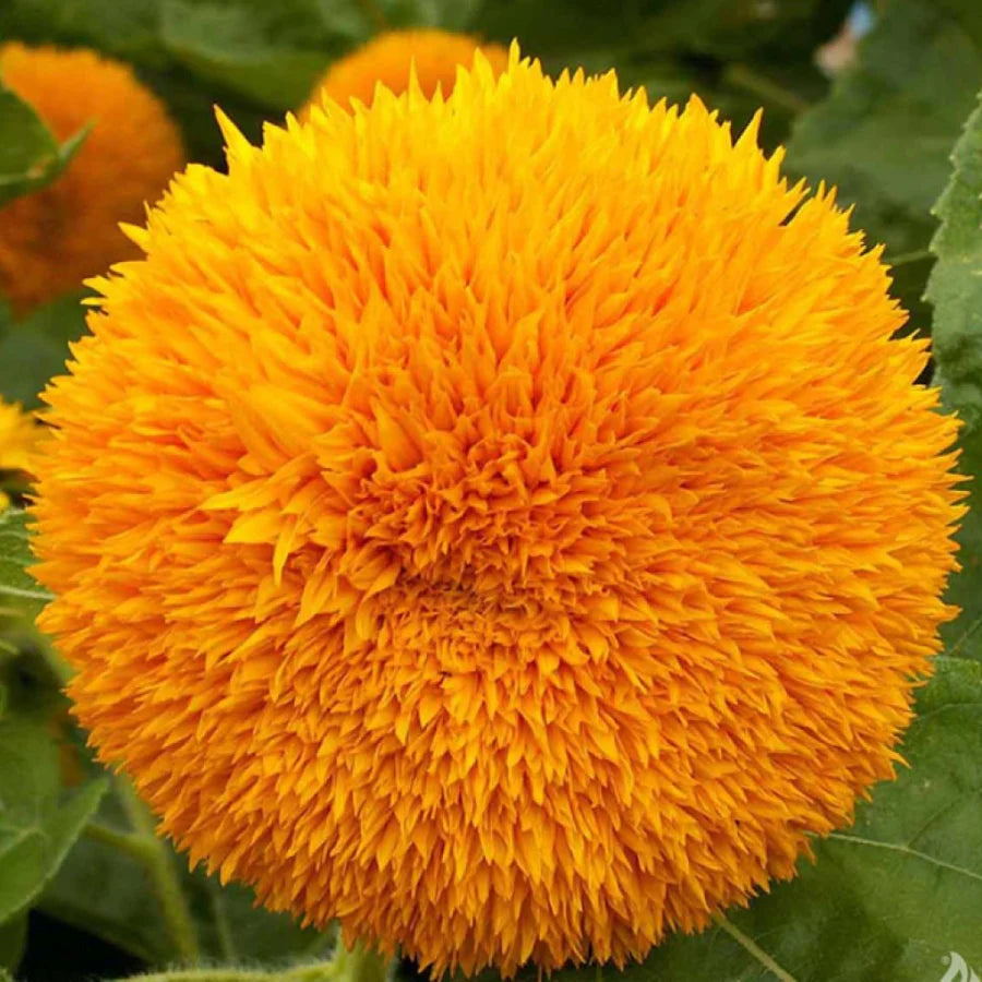 Dwarf Sunflower Flower Seeds