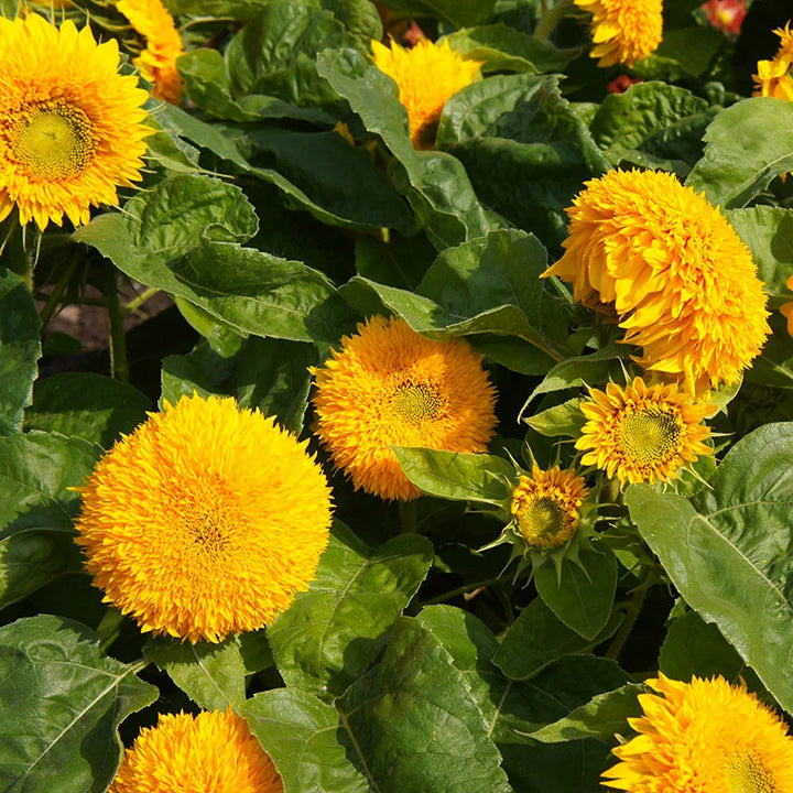 Dwarf Sunflower Flower Seeds
