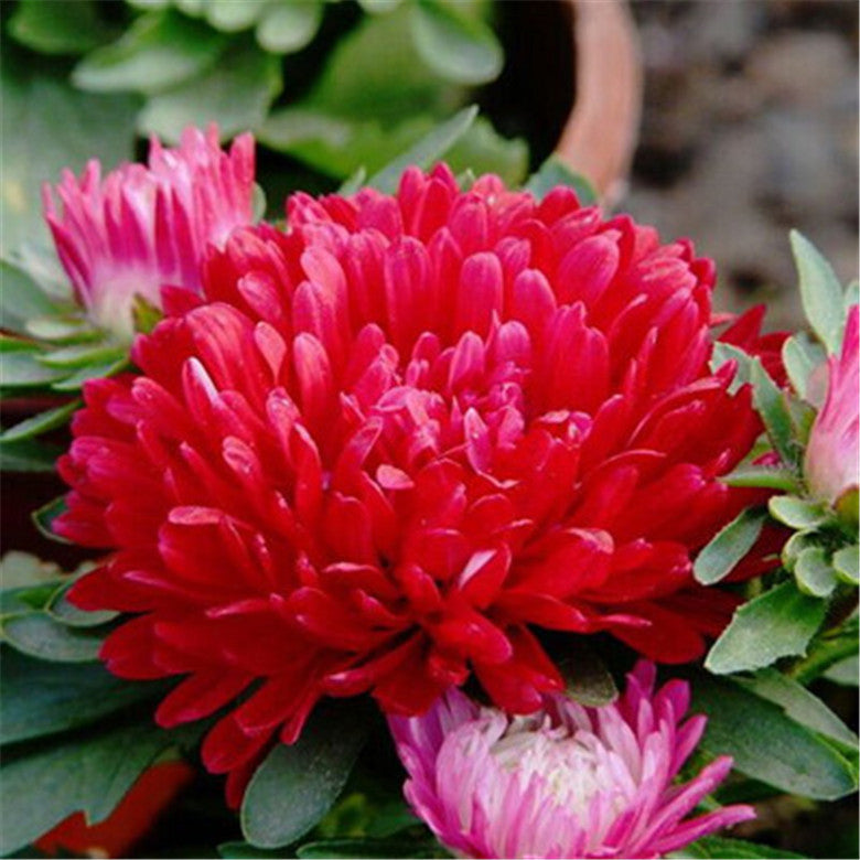 Aster Flower Seeds for Planting Dark Maroon 100 pcs