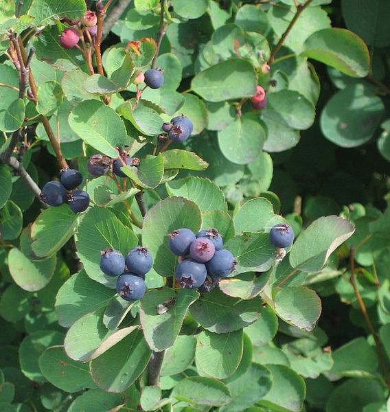 Mountain Huckleberry Bush frø til plantning 100 stk