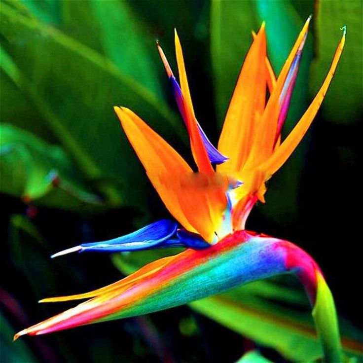 Strelitzia Reginae Plant Seeds for Planting - 100 pcs