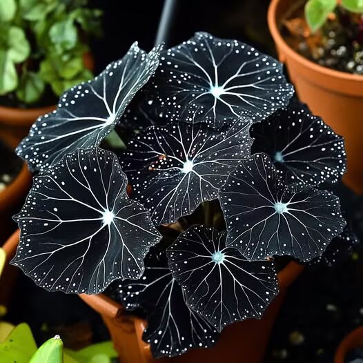 Black Moonlight Butterfly Begonia Flower Seeds – Heirloom, Non-GMO, High Germination Seeds
