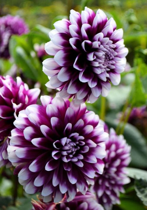 Two-Color Dahlia Flower Seeds for Planting Violet 100 pcs