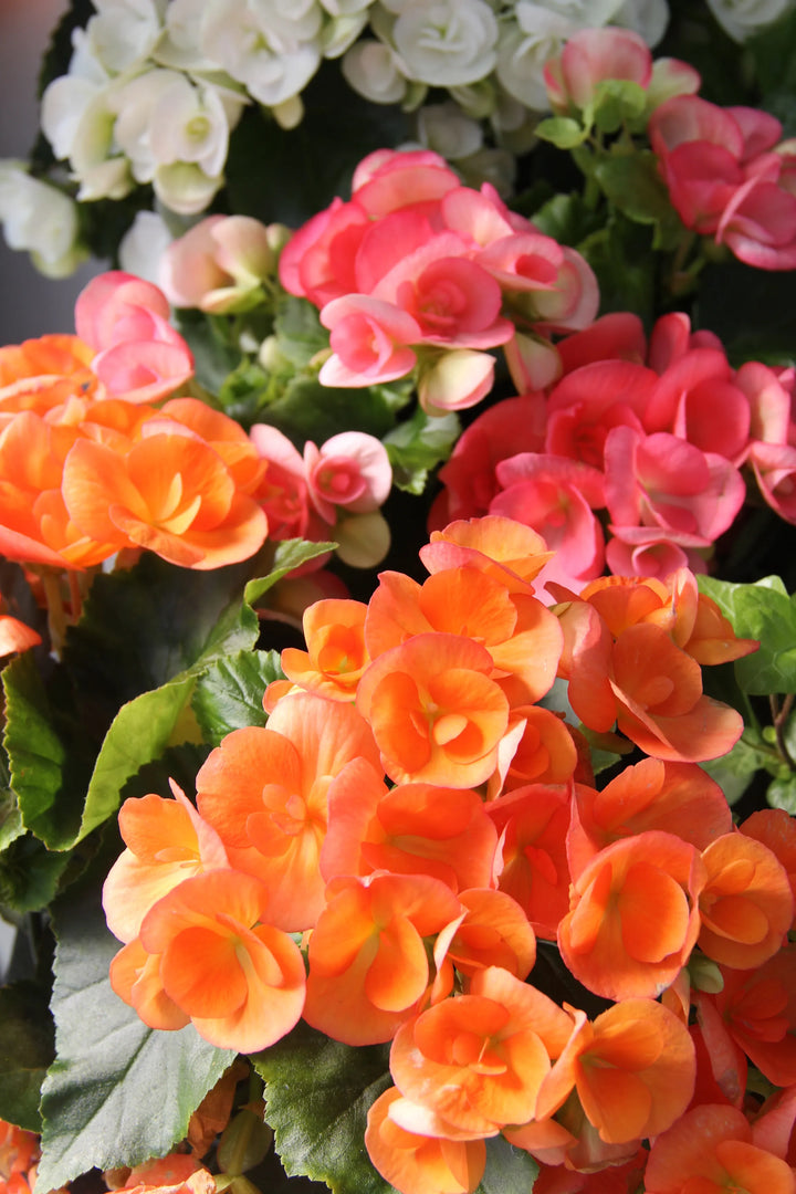 Heirloom Non-GMO Rieger Begonia Flower Seeds for Planting – Vibrant Shade-Loving Garden Blooms