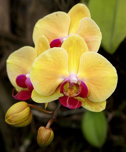 Phalaenopsis Flower Seeds for Planting Yellow 100 pcs