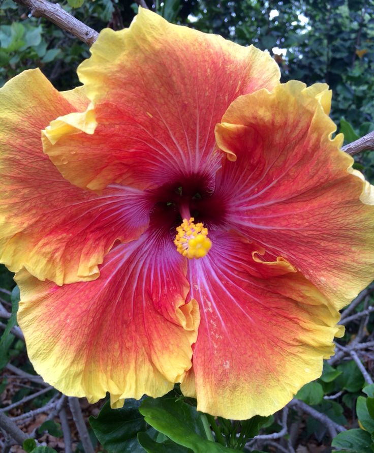 Yellow Pink Hibiscus Flower Seeds - 200 pcs