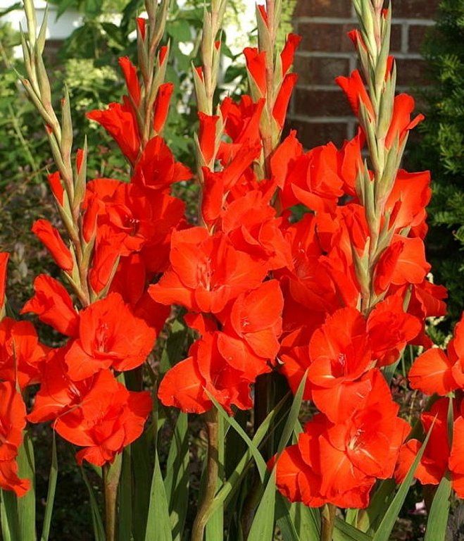 Light Red Gladiolus Flower Seeds for Planting - 100 pcs