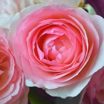 pink lonza flower seeds