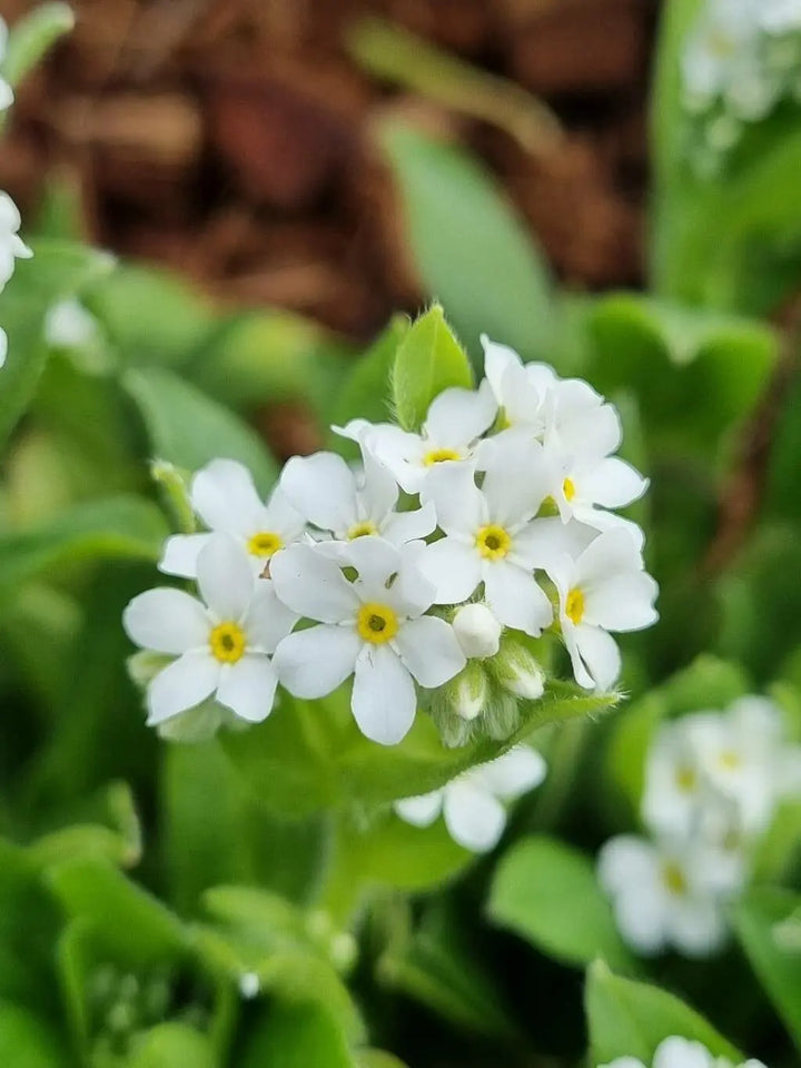 Heirloom Myosotis Alpestris Flower Seeds for Planting – Non-GMO, High Germination, Organic Garden Seeds