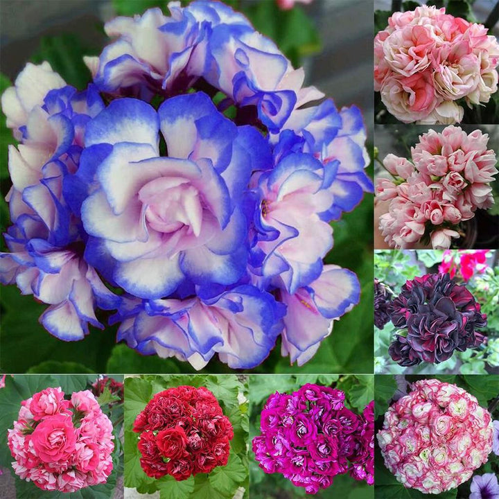 Geranium Flower Seeds for Planting White Blue 100 pcs