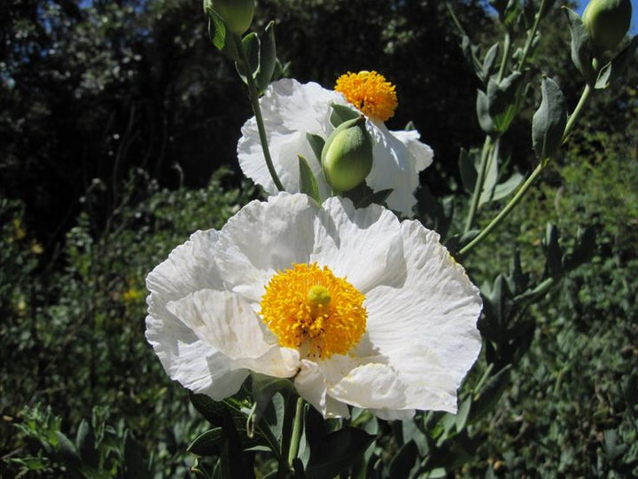 Romneya Coulteri Matilija Valmueblomsterfrø til udplantning 100 stk