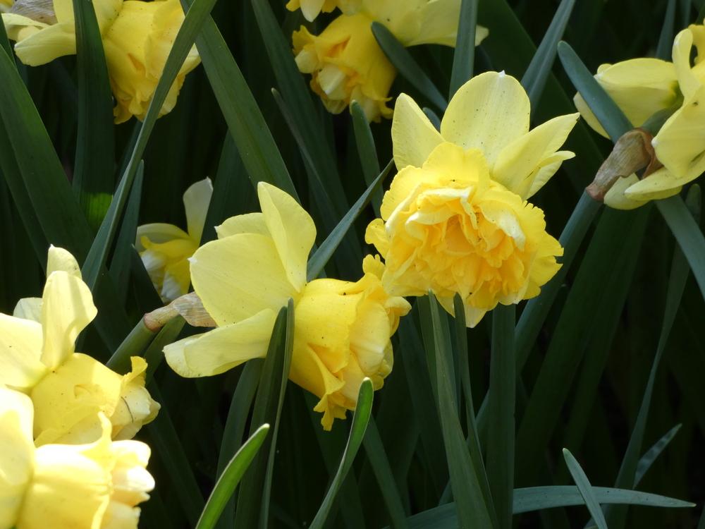 Double Narcissus Flower Seeds for Planting - Green & Yellow 100 pcs